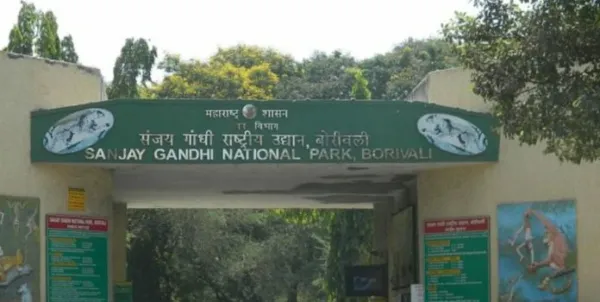 संजय गांधी राष्ट्रीय उद्यानातील वन्यप्राणी व्यवस्थापनावर प्रश्नचिन्ह; 'सूर्या'च्या मृत्यूने वाद पेटला