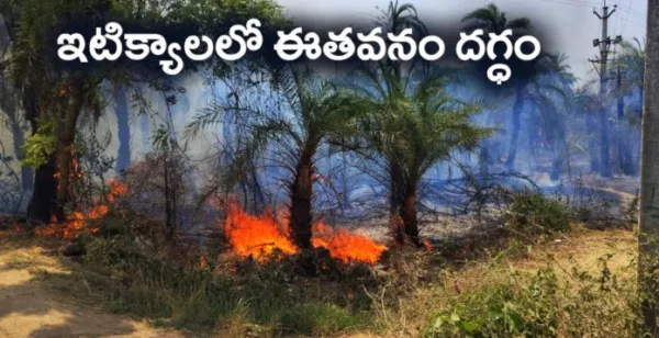 ఇటిక్యాలలో ఈతవనం దగ్ధం