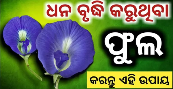 ଧନର ବର୍ଷା କରୁଥିବା ( ଫୁଲ ) କରନ୍ତୁ ଏହି ଉପାୟ