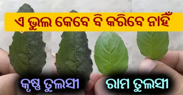 ତୁଳସୀର କେଉଁ ଗଛକୁ ଘରକୁ ଆଣିବା ଉଚିତ, ଜାଣନ୍ତୁ ରାମ ତୁଳସୀ ଓ କୃଷ୍ଣା ତୁଳସୀ ମଧ୍ୟରେ ଅନ୍ତର