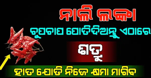 ନାଲି ଲଙ୍କା କୁ ଚୁପଚାପ୍ ପୋତିଦିଅନ୍ତୁ, ଏହି ଜାଗାରେ ଶତ୍ରୁ ନିଜେ ଆସି ହାତଯୋଡି କ୍ଷମା ମାଗିବ.