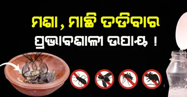 ଏହି ଉପାୟରେ 5 ମିନିଟ ଭିତରେ ମଶା, ମାଛି, ଅସରପା, ମୂଷା ଘରୁ ପଳାଇ ଯିବେ, ଆଉ କେବେ ଘରକୁ ଫେରିବେ ନାହିଁ - Home remedy