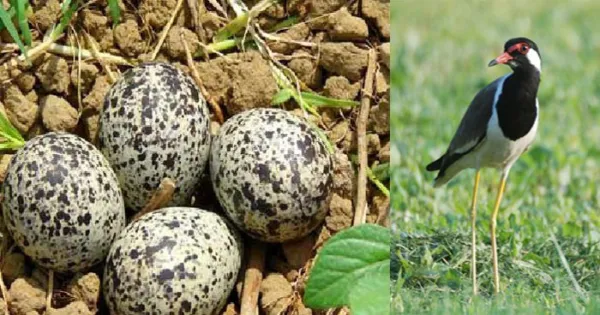 अपनेबच्चों को इस​​​​ दुनिया में लाने के लिए पारस पत्थर का इस्तेमाल करती है ये पक्षी, जानिये कैसे