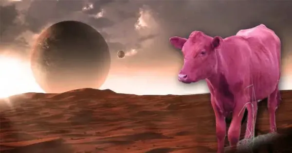Mysterious Red Heifer Birth Sparks End-of-World Theories in Israel
