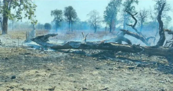 ପୋଡୁଚାଷୀ ପଦା କରୁଛନ୍ତି ଗୁପ୍ତେଶ୍ୱର ଜଙ୍ଗଲ