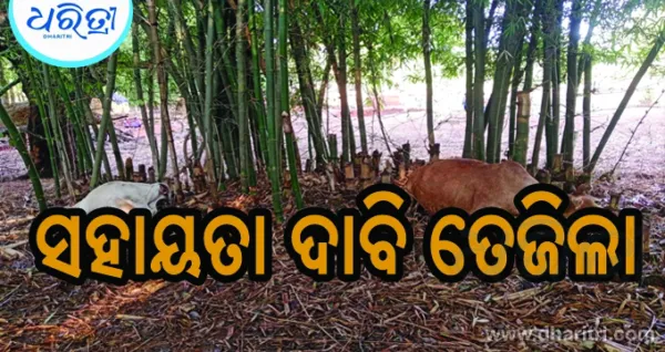 ବଜ୍ରପାତ ନେଲା ଜୀବନ