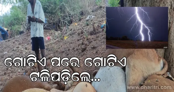 ବଜ୍ରପାତରେ ଟଳିପଡ଼ିଲେ ଗୋଟିଏ ପରେ ଗୋଟିଏ ଗୋରୁ
