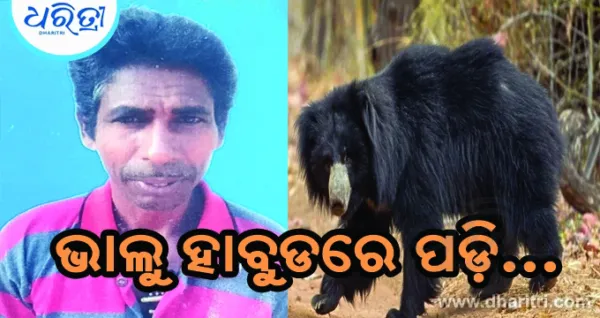 ଭାଲୁ ନେଲା ଜୀବନ