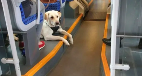 Pet Travel on Vande Bharat Sleeper Trains: How the Pet Box Facility Works in India