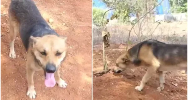 Street Dog's Emotional Bond With Kerala Woman Moves Locals After Her Passing