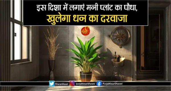 Money Plant Vastu Direction: इस दिशा में लगाएं मनी प्लांट का पौधा, खुलेगा धन का दरवाजा