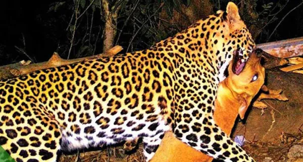 Leopard Menace Intensifies Near Belthangady: Dog Killed in Latest Attack