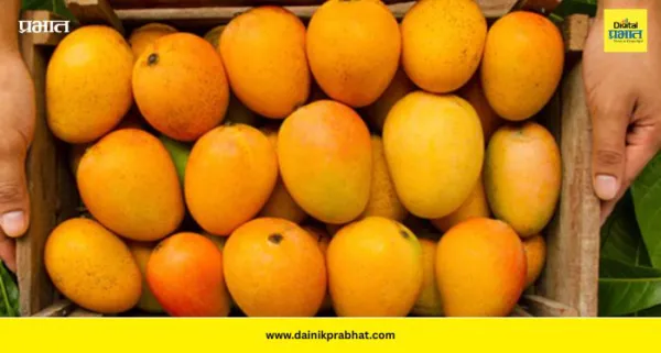 Chemically Ripened Mangoes : सावधान! तुम्ही खात असलेला आंबा 'विष' तर नाही? बाजारात केमिकलने पिकवलेल्या आंब्यांचा सुळसुळाट