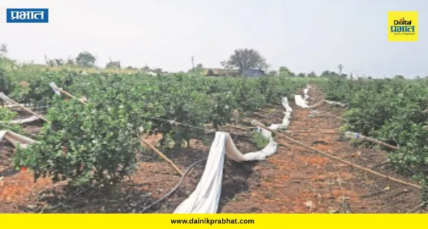 Shirur Crop Damage : "साहेब, सांगा आता जगायचं कसं?" शिरूरमध्ये गारपिटीने डाळिंब बागा उद्ध्वस्त; शेतकऱ्याचा टाहो