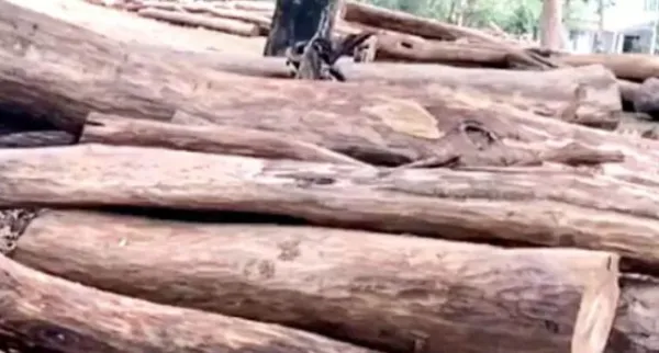 സംസ്ഥാനത്തെ മരംകൊള്ള; സി ബി ഐ അന്വേഷണം ആവശ്യപ്പെട്ട് ഹൈക്കോടതിയില് ഹരജി