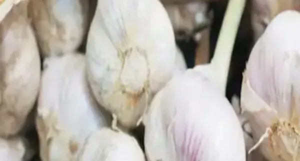 রসুন চাষ - প্রচুর লাভের সম্ভাবনা