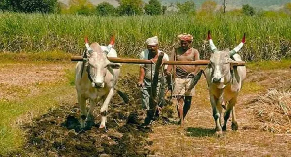 আকাশ ও সমুদ্রের জোড়া বিপদ! সারের সংকটে কি আকাশছোঁয়া হতে চলেছে বাঙালির রান্নার খরচ?