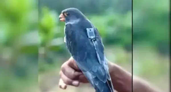 Tiny Apapang, Alang And Ahu Set To Begin Their 3,000 Km Non-Stop Journey Across Arabian Sea To India