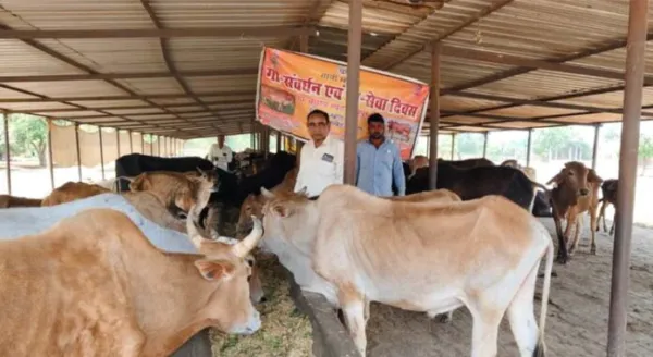 गो सेवा संवर्धन दिवस पर 35 गो आश्रय स्थलों का सघन निरीक्षण, व्यवस्थाओं का लिया जायजा