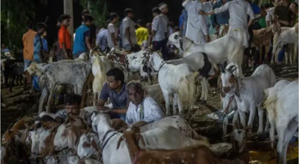 বকরি ঈদ - কিছু কথা ও কিছু আলোচনা