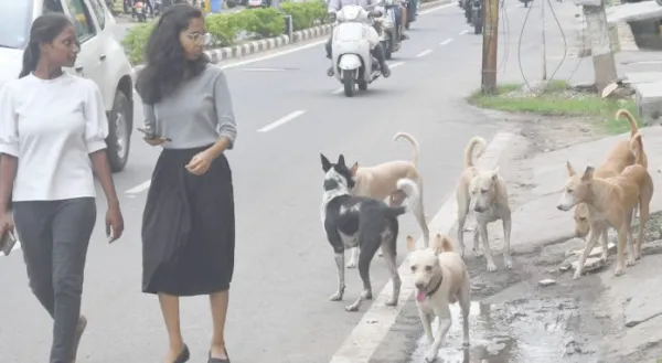 ఎండపోటు.. కుక్కకాటు..!