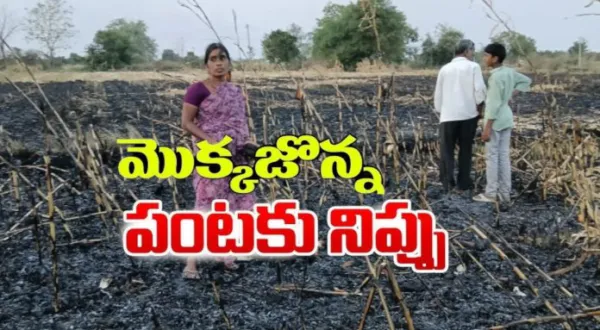 మొక్కజొన్న పంటకు గుర్తుతెలియని వ్యక్తులు నిప్పు