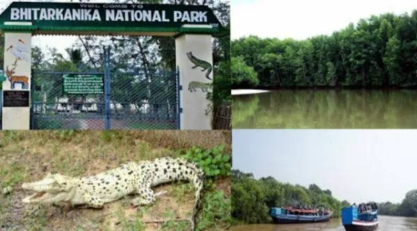 କୁମ୍ଭୀରଙ୍କ ପ୍ରଜନନ ଋତୁ, ଆଜିଠୁ ତିନି ମାସ ଯାଏଁ ଭିତରକନିକା ବନ୍ଦ