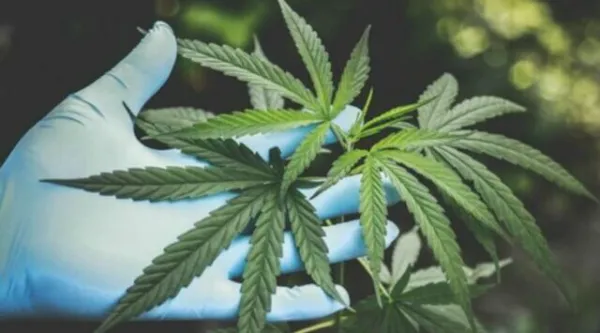 NCB arrests two drug traffickers for smuggling cannabis from Odisha's Kandhamal to Kashmir in apple trucks