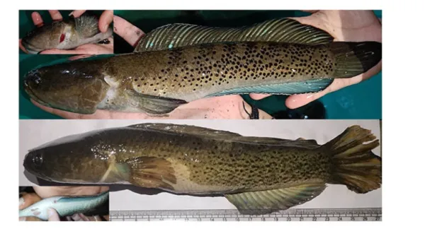 From Hill Streams to Hatcheries: ICAR-CIFRI Achieves India's First Breakthrough in Captive Breeding of Channa stewartii