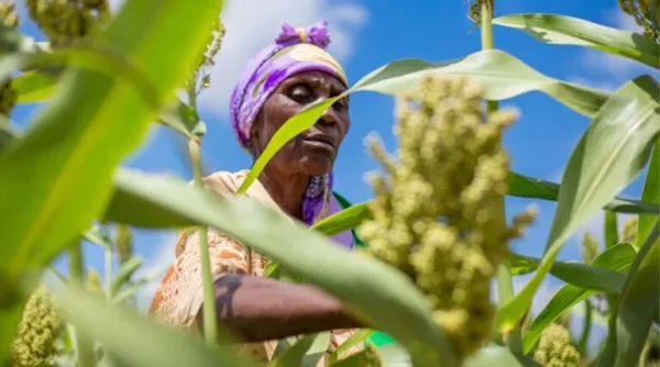 Crops Can Grow With Less Fertilizer Without Losing Yield: ICRISAT