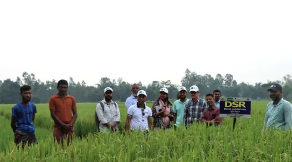 Murdoch University Delegation Visits Nilphamari to Observe Direct-Seeded Rice Adoption in Bangladesh