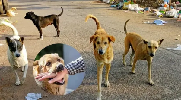 కుక్కల బెడద ప్రజా భద్రతకు ముప్పు!