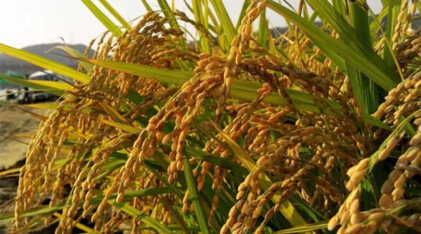 India: Telangana Imposes 60-Day Ban on Paraquat Herbicide Over Safety Concerns