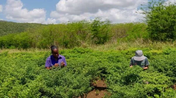 Green Climate Fund Approves $50 Million for FAO-Supported Adaptation Project In Jamaica