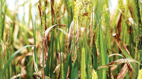 Research Impacts Estimated For Barley Net Blotch Disease