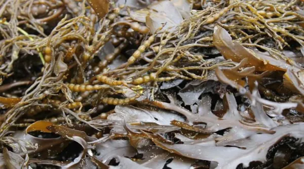 Seaweed Polysaccharides: India's Sustainable Answer to Plastic Pollution
