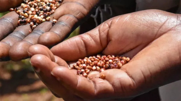 From Crisis to Opportunity: How Agricultural Innovation Can Buffer the Global Shock of the Iran War