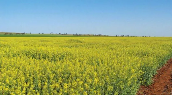 Latest Global GM Crop Figures Released