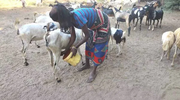 Hidden In Plain Sight: Pastoralist 'pioneers' Redefining Resilience