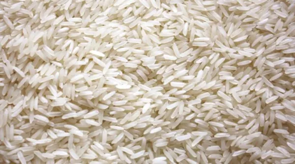 India's Designer Rice Innovation: High-Protein Breakthrough to Tackle Diabetes and Malnutrition