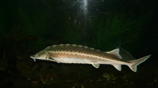 About 550,000 Chinese sturgeon released into wild