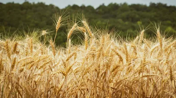 शहडोल जिले में गेहूं उपार्जन हेतु 9500 किसानों ने कराया पंजीयन