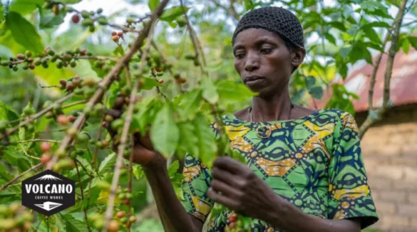 Volcano Coffee Works and WeWork Turn Everyday Coffee into Scalable Social Impact