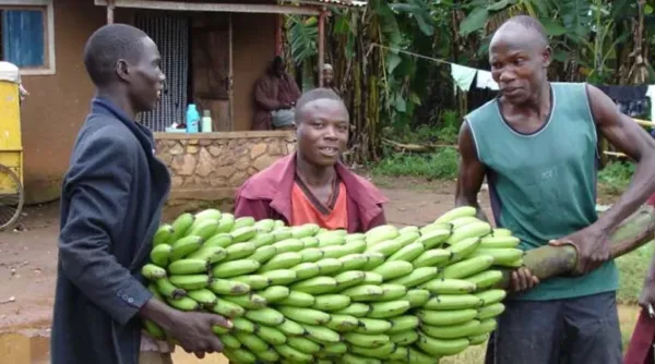 Banana, The Crop That Defeated A Food Crisis In Tanzania