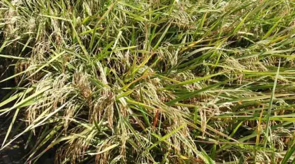 Hybrid Rice 'Mestiso 120' Breaks Records with Nearly 12 t/ha Yield in Nueva Ecija