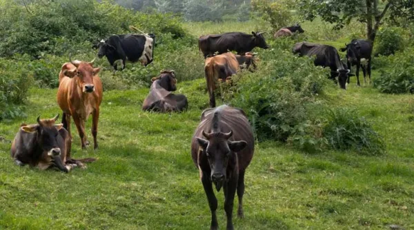 आलीराजपुर कलेक्टर ने पशुपालन विभाग के अधिकारी को किया निलंबित
