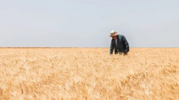Breeding Durum Wheat - Together with Farmers