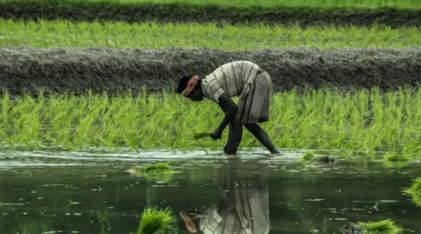 How is India Protecting Farmers from Climate Change at Scale?