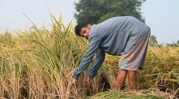 Why Reform Eludes Indian Agriculture