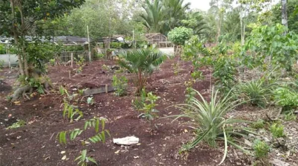 Hutton Awarded £8,000 From Royal Society Of Edinburgh For Research Into Southeast Asian Peatland Restoration